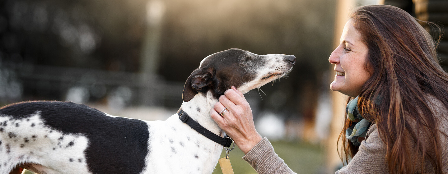 Low hair shedding sales dogs